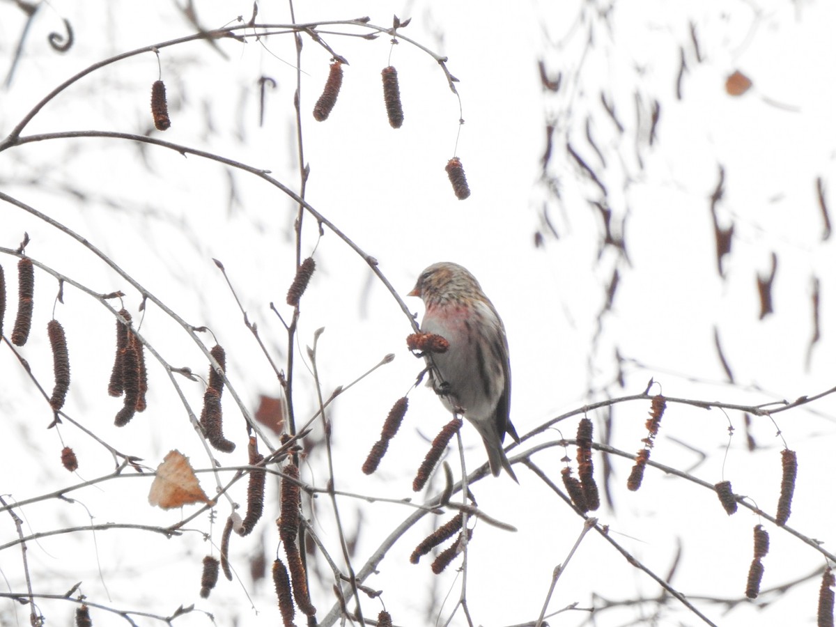 Pardillo Sizerín (alpino) - ML647355339