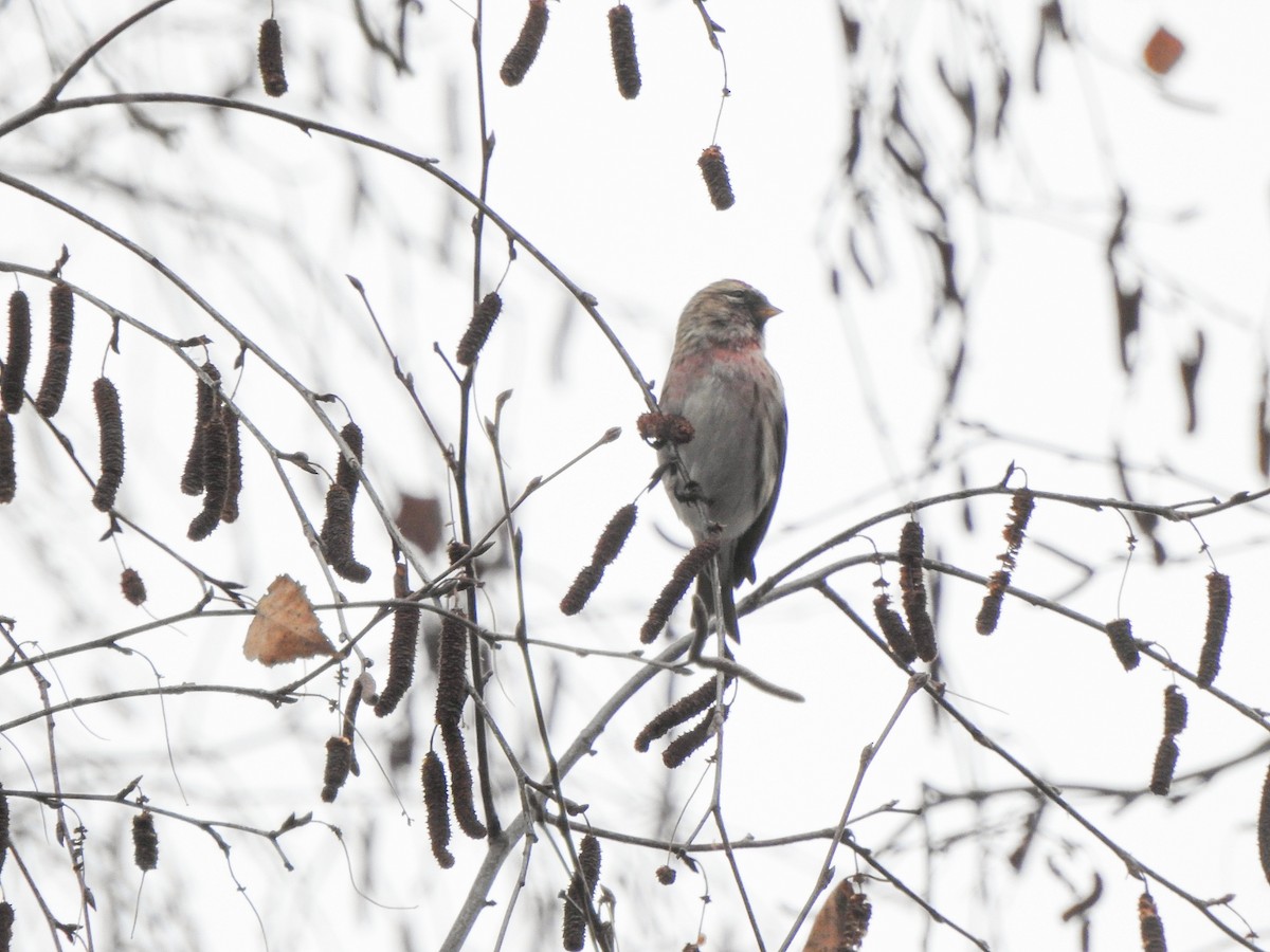 Pardillo Sizerín (alpino) - ML647355344