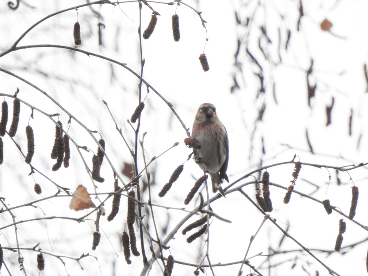 Pardillo Sizerín (alpino) - ML647355351