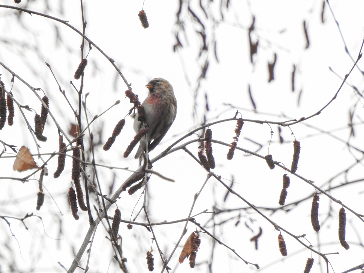 Pardillo Sizerín (alpino) - ML647355353