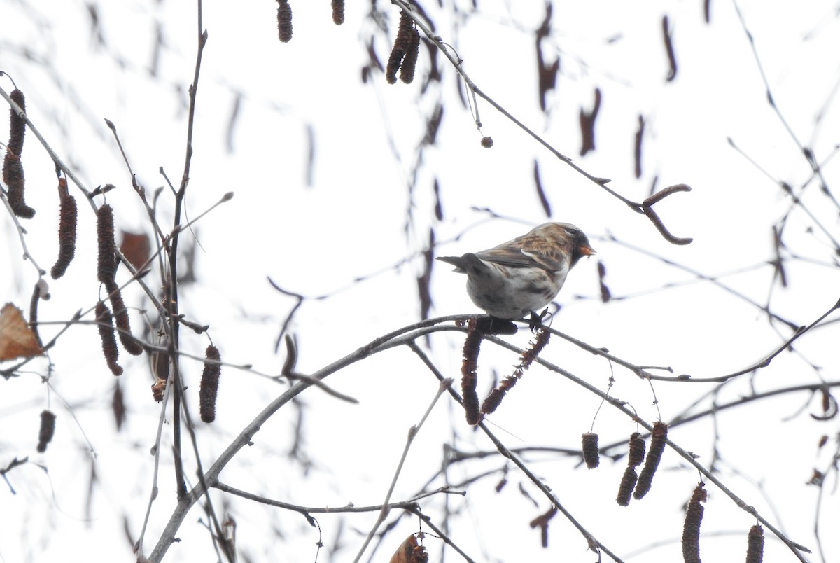 Pardillo Sizerín (alpino) - ML647355360