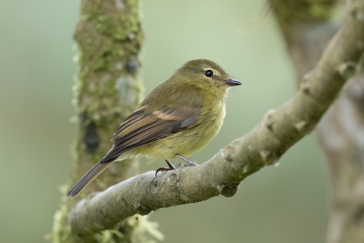 Flavescent Flycatcher - ML647355379