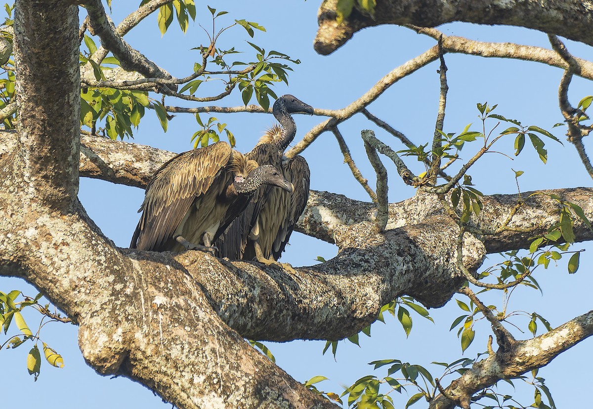 Slender-billed Vulture - ML647355383