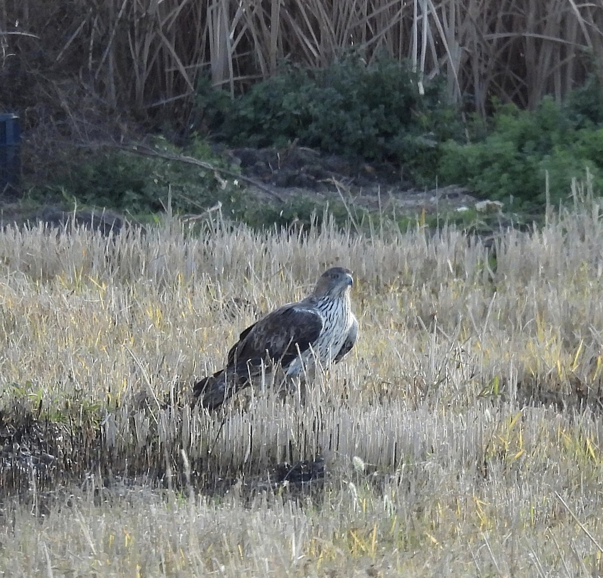 Bonelli's Eagle - ML647355385