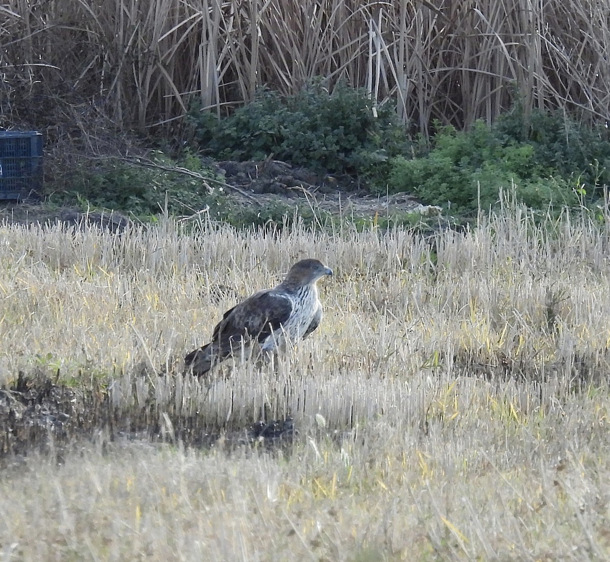 Bonelli's Eagle - ML647355401