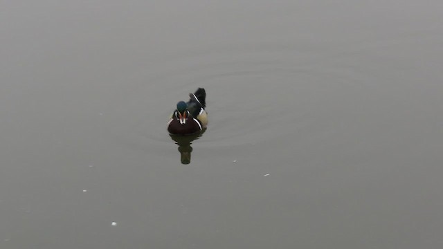 Canard branchu - ML647355421