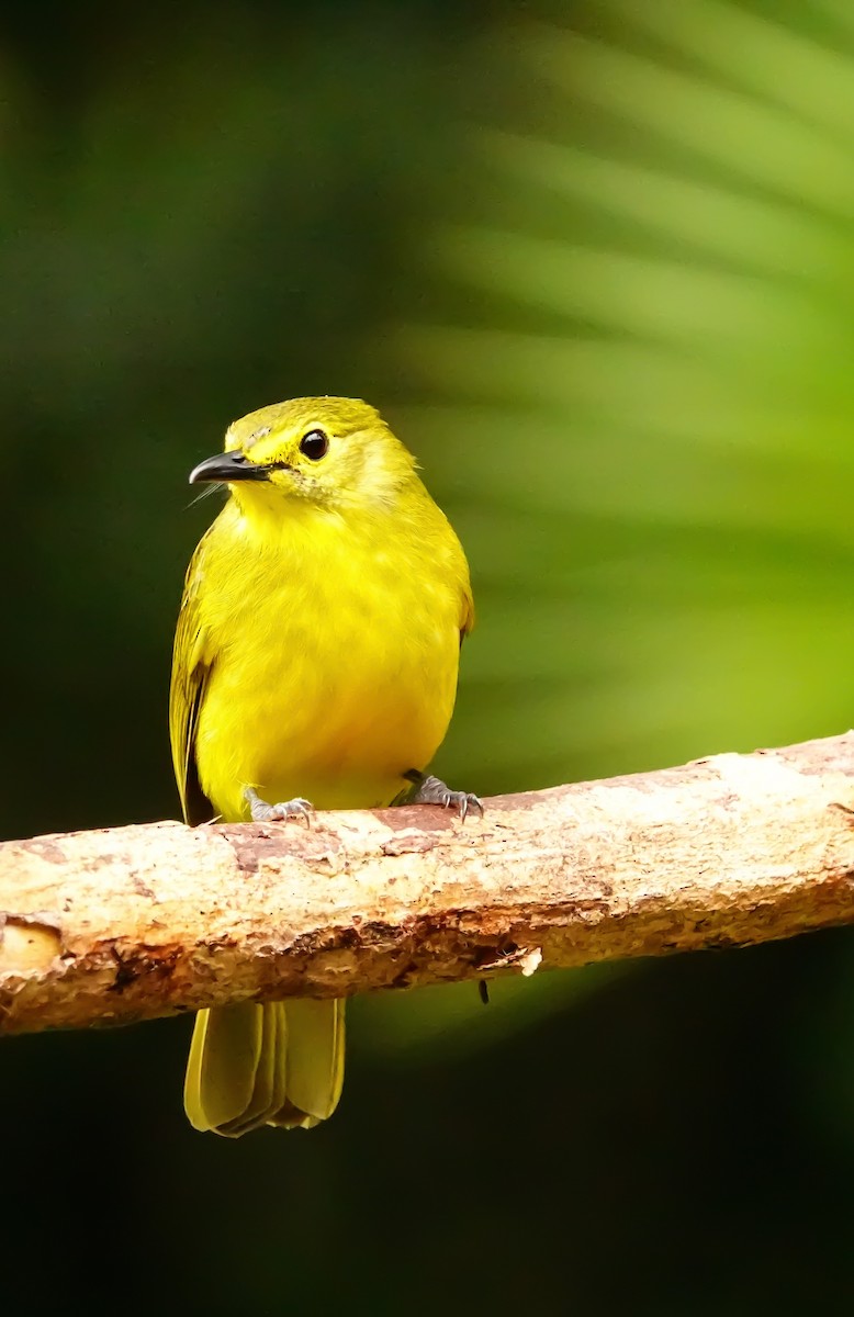 キマユヒヨドリ - ML647355424