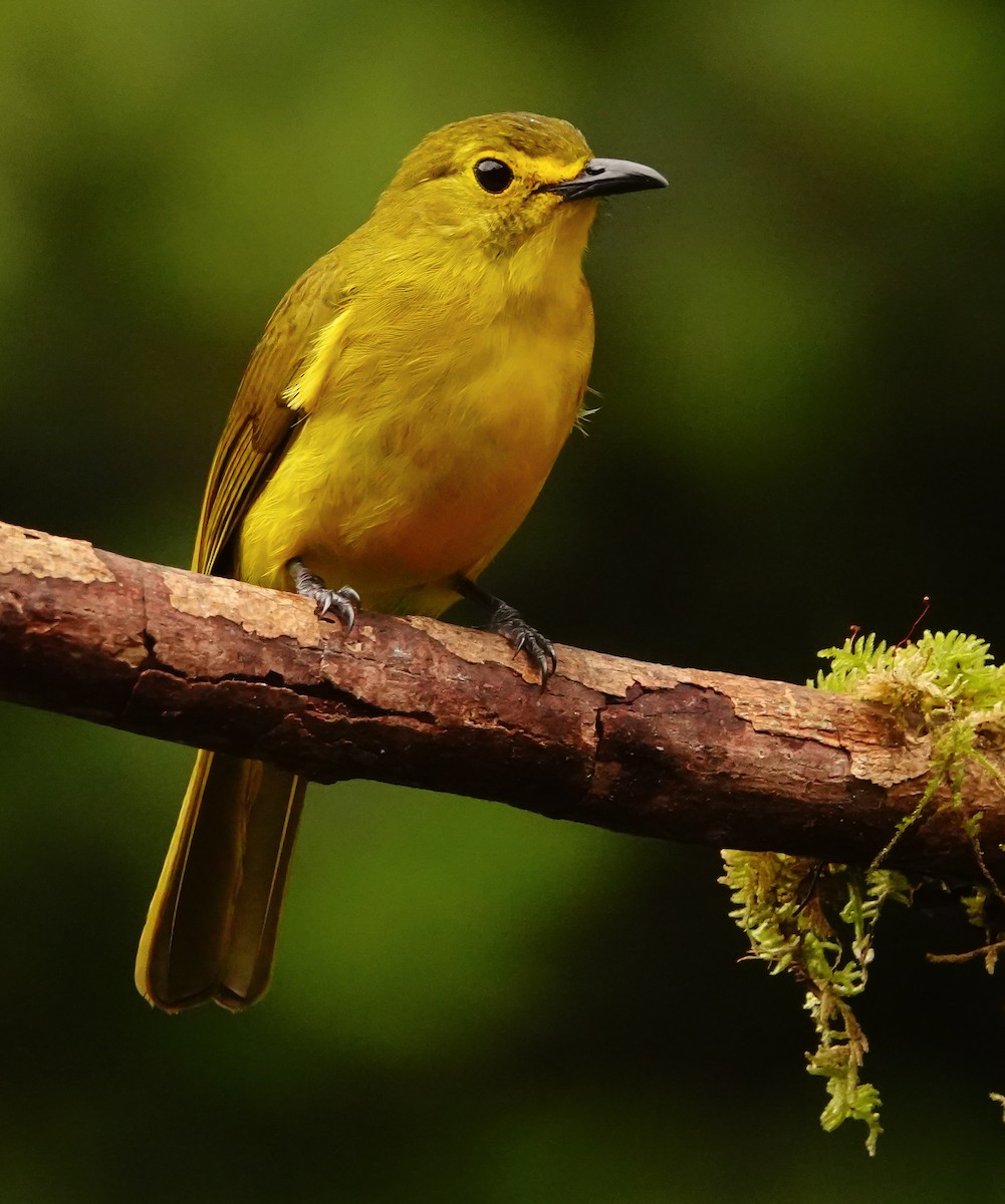 キマユヒヨドリ - ML647355426