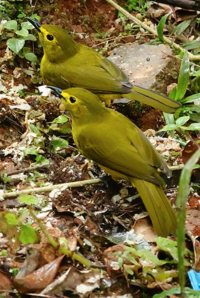 キマユヒヨドリ - ML647355427