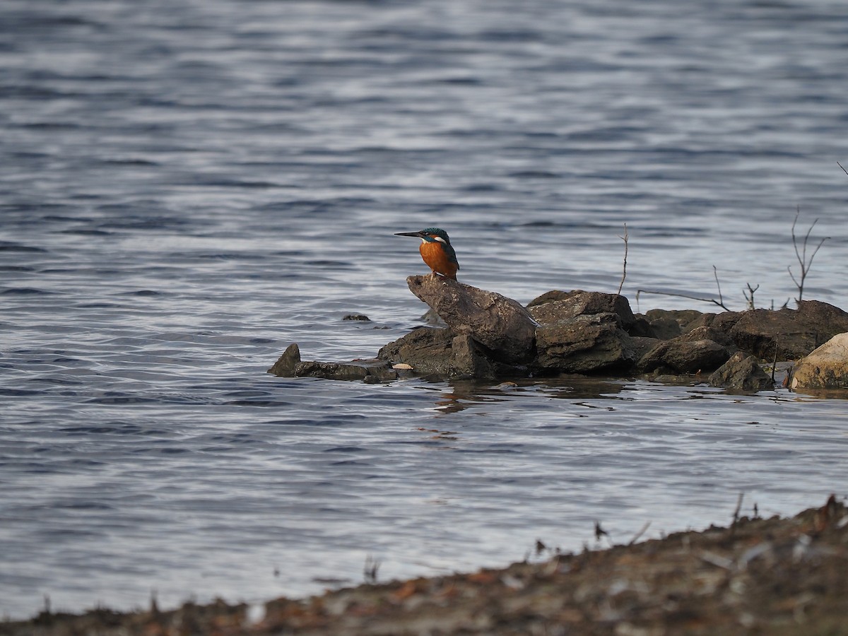 カワセミ - ML647355436