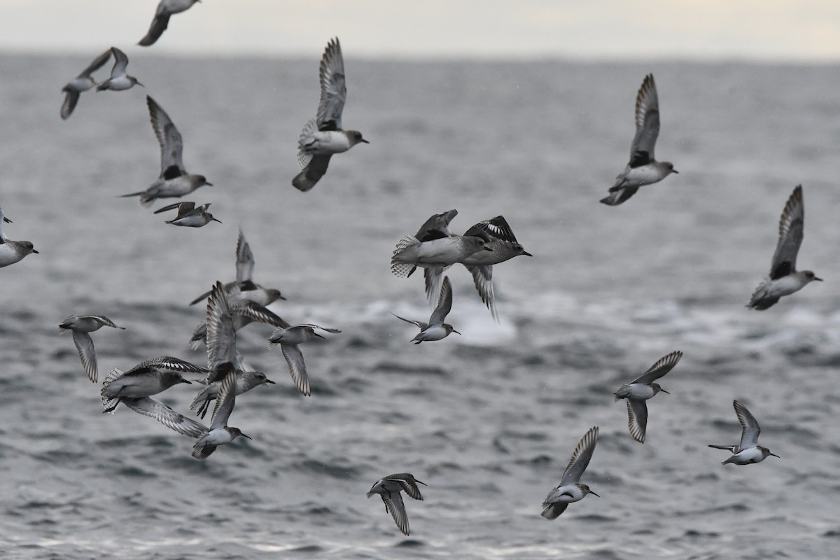 ダイゼン - ML647355437