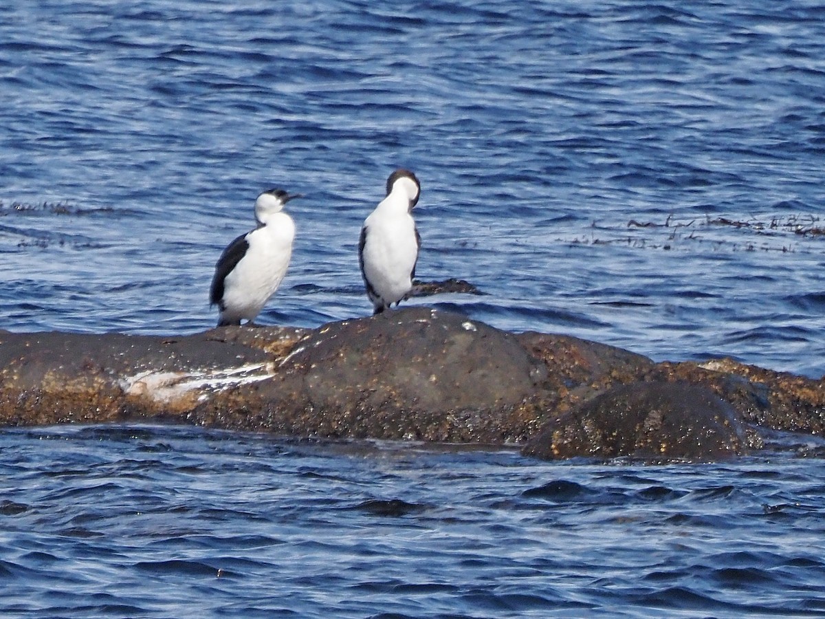 ムナジロウ - ML647355438