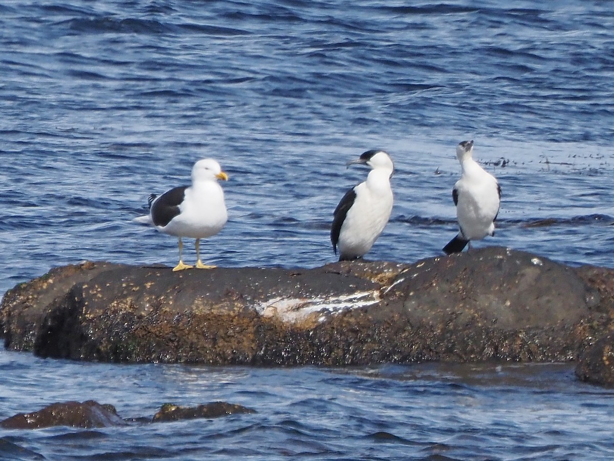 ムナジロウ - ML647355439