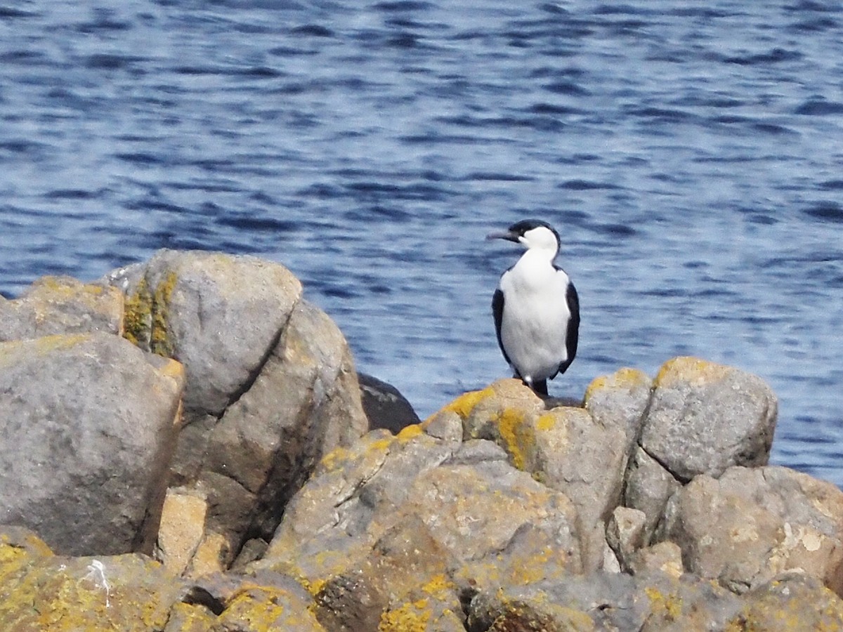 ムナジロウ - ML647355440