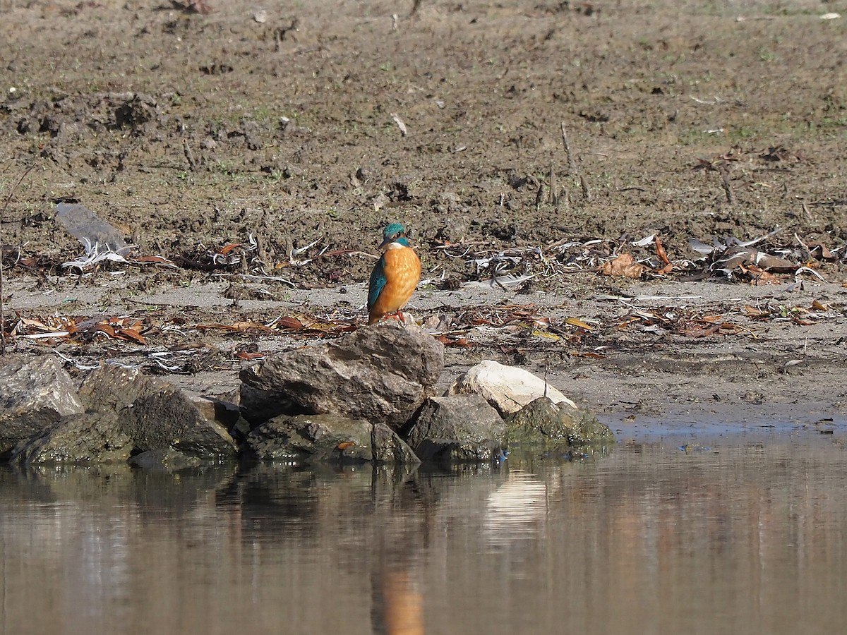 カワセミ - ML647355444