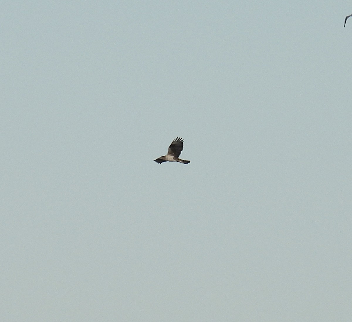 ボネリークマタカ - ML647355446