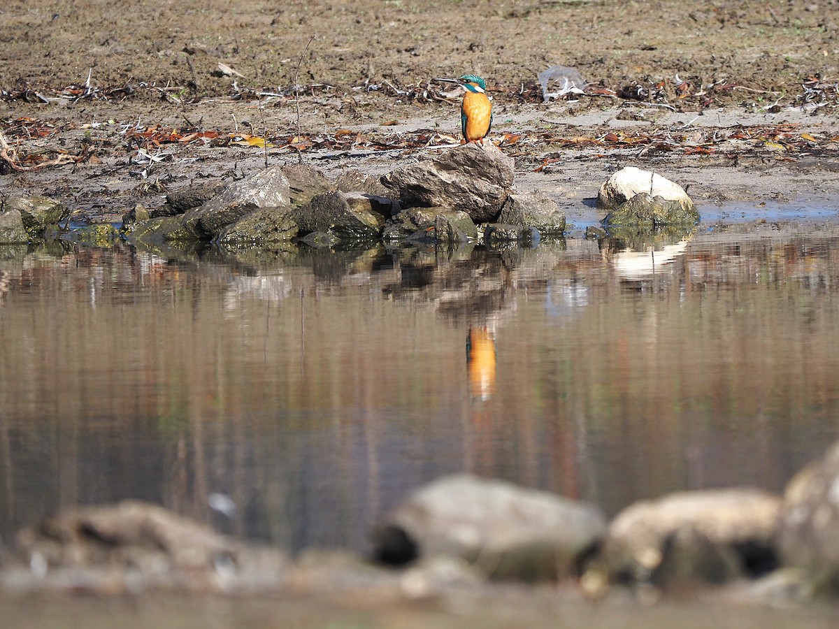 カワセミ - ML647355447