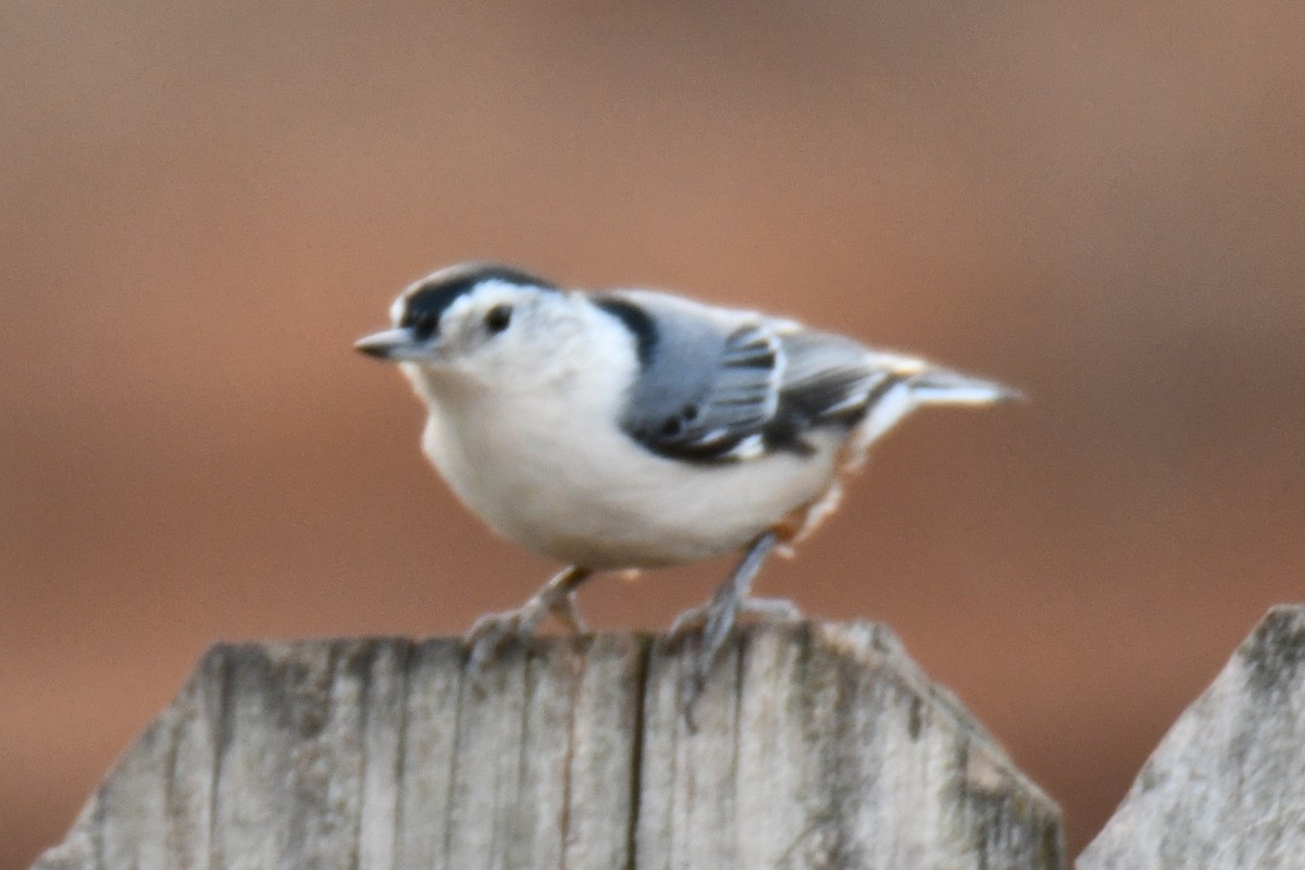 ムナジロゴジュウカラ - ML647355448