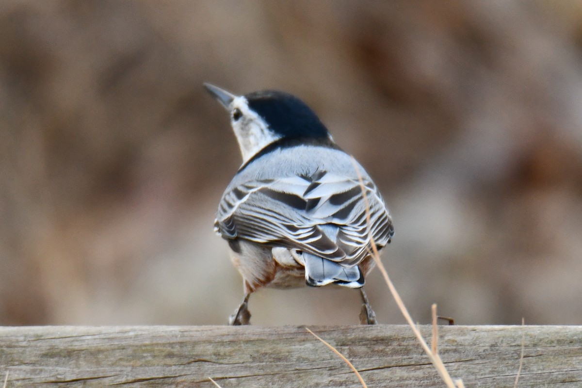 ムナジロゴジュウカラ - ML647355449