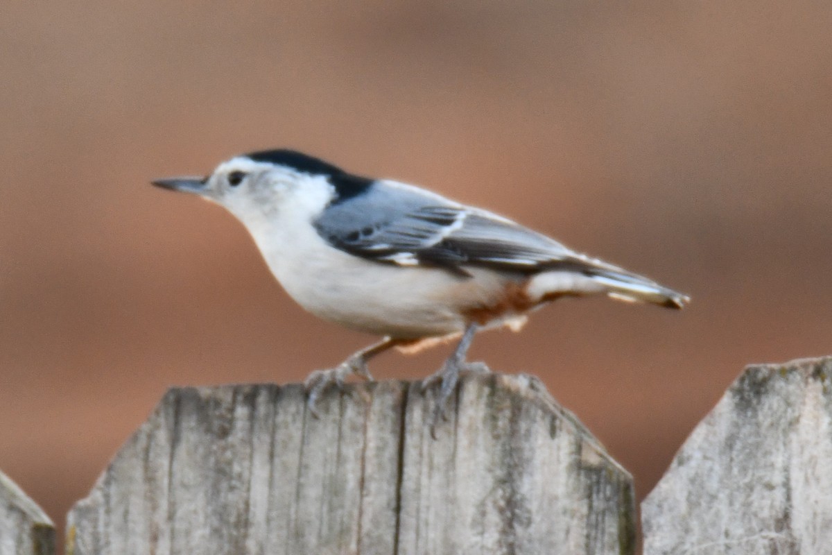 ムナジロゴジュウカラ - ML647355450