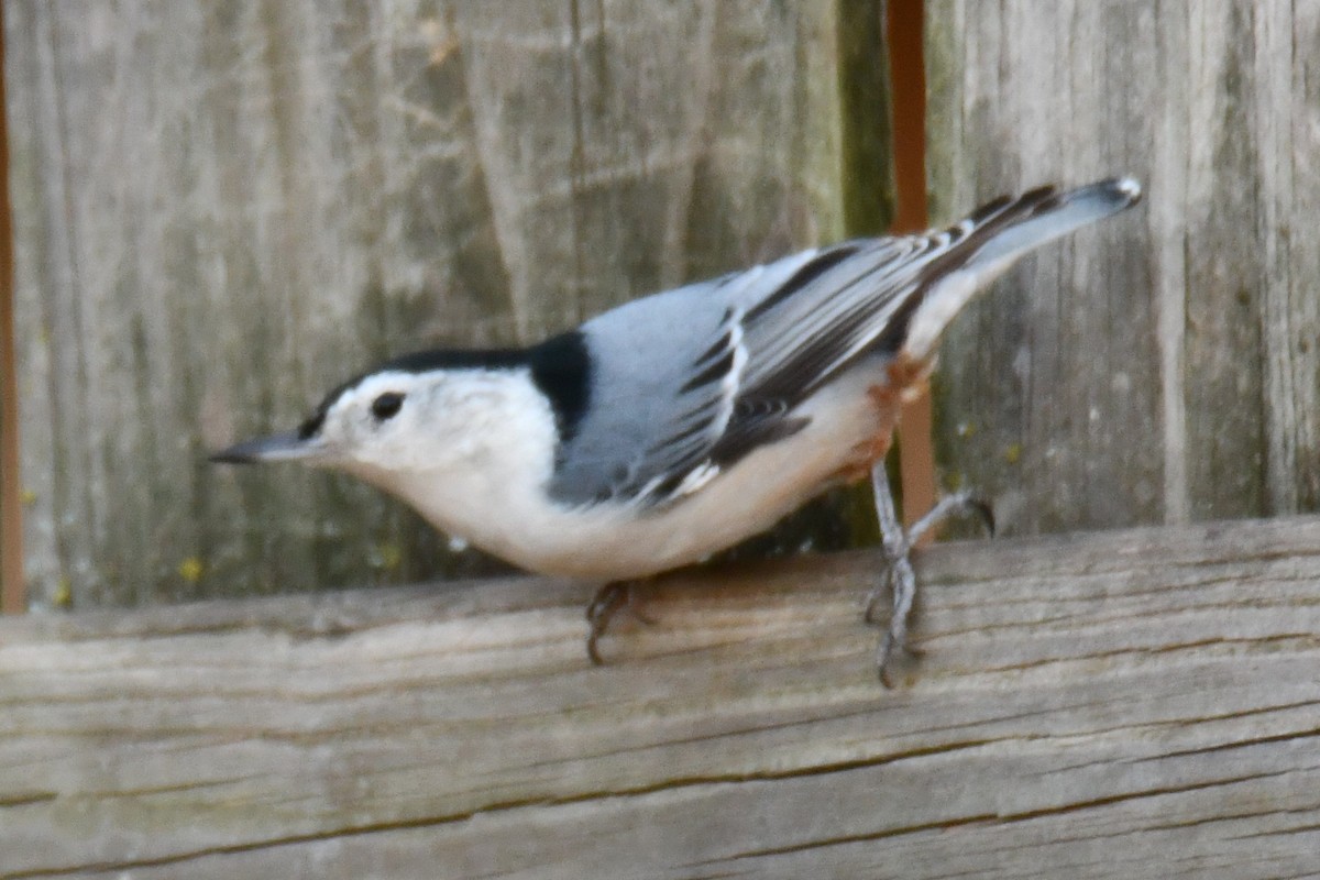 ムナジロゴジュウカラ - ML647355451