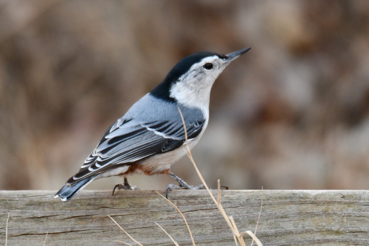 ムナジロゴジュウカラ - ML647355452