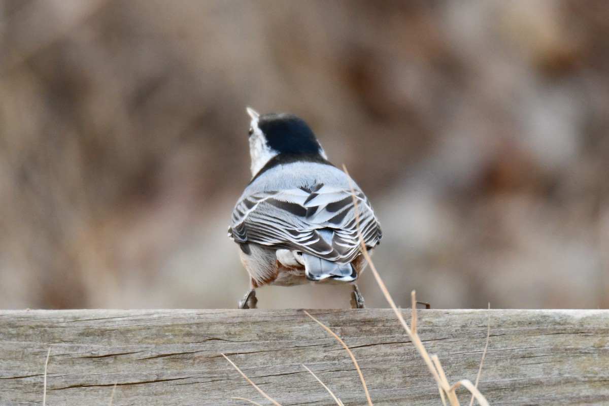 ムナジロゴジュウカラ - ML647355453