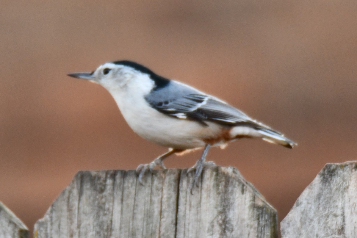 ムナジロゴジュウカラ - ML647355454