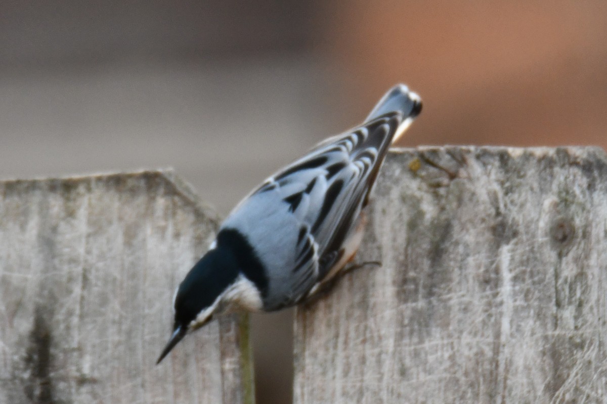 ムナジロゴジュウカラ - ML647355455