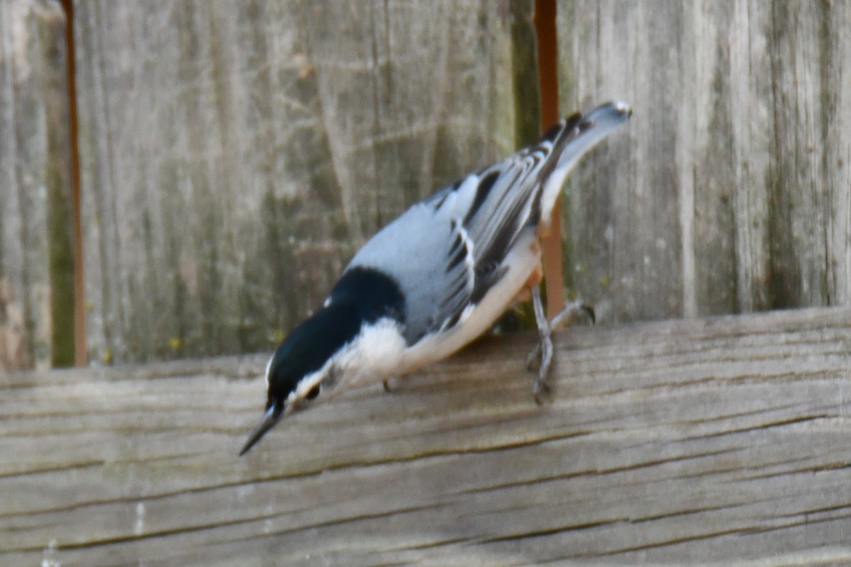 ムナジロゴジュウカラ - ML647355456