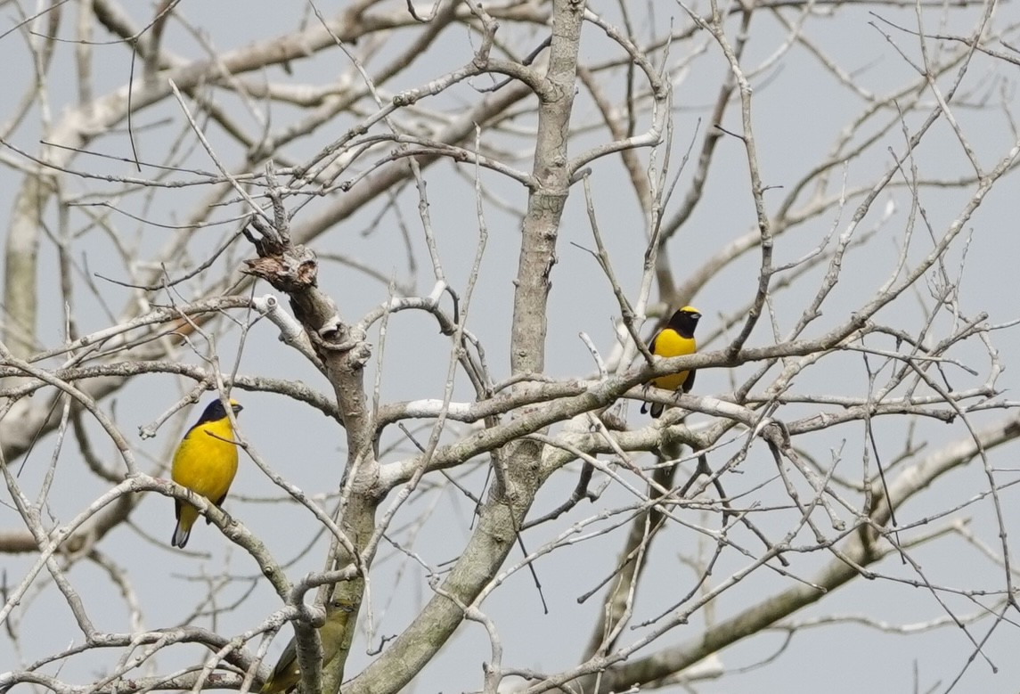 ヤブスミレフウキンチョウ - ML647355457