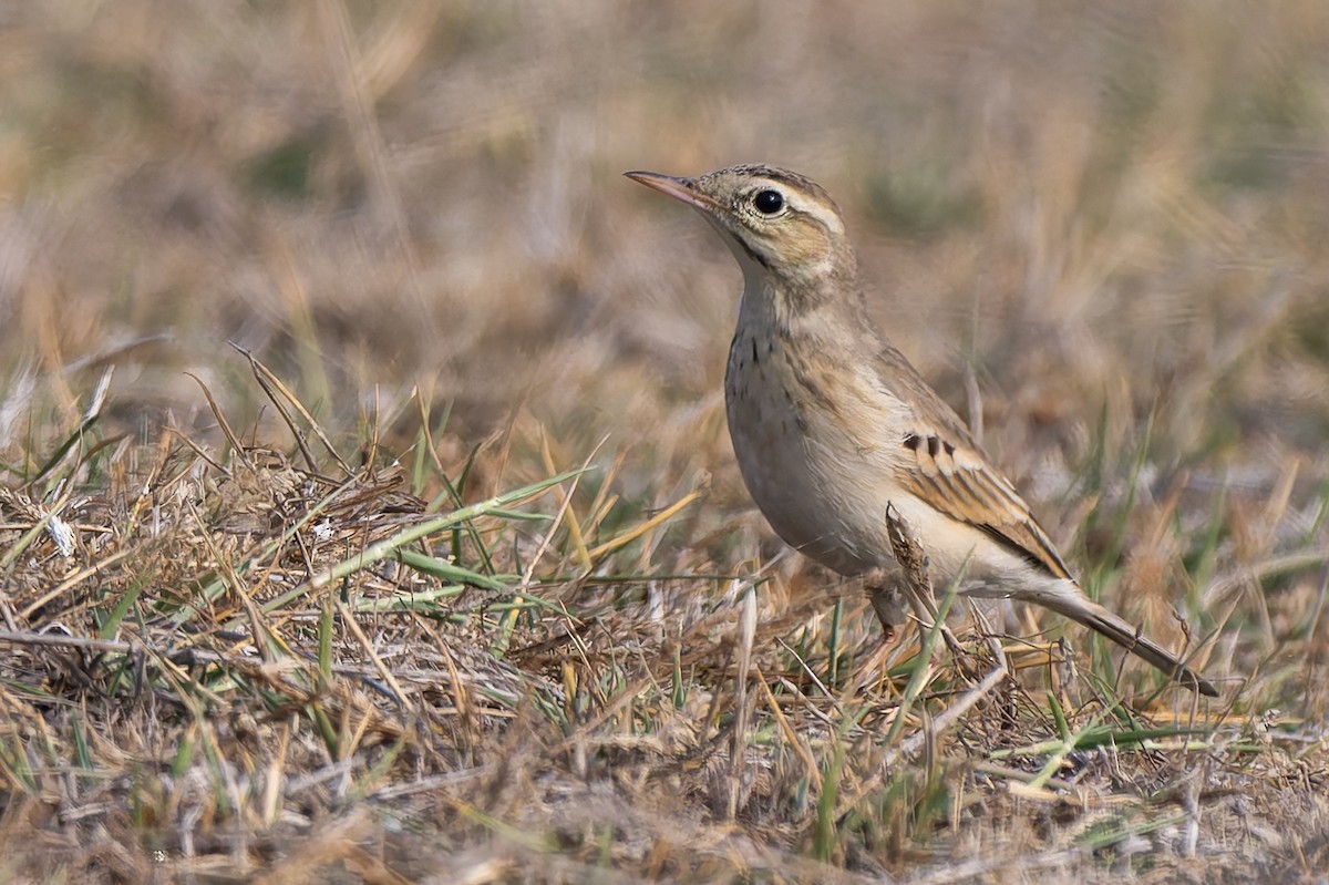 ムジタヒバリ - ML647355458