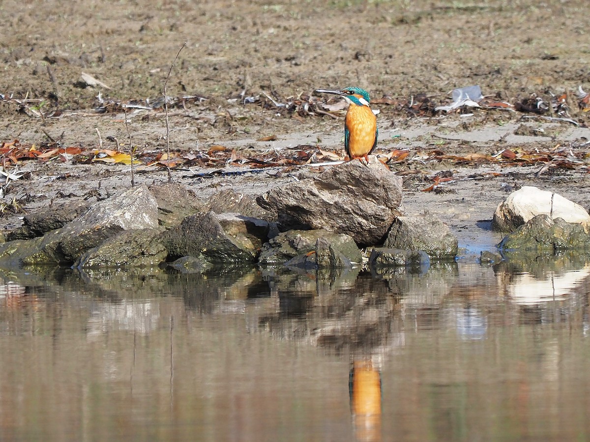 カワセミ - ML647355459