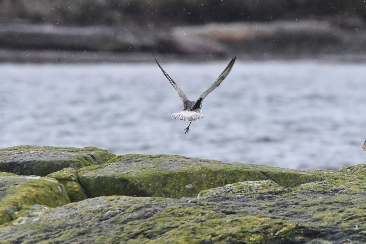 ダイゼン - ML647355463