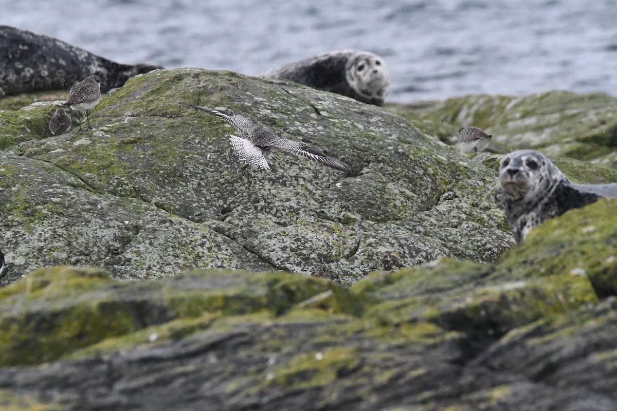 ダイゼン - ML647355464