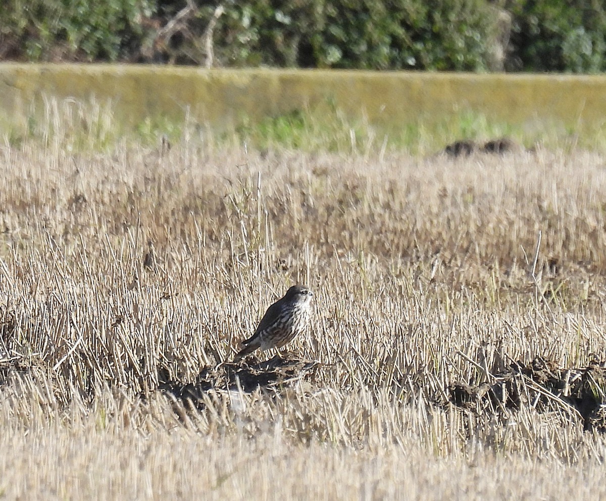 コチョウゲンボウ - ML647355465