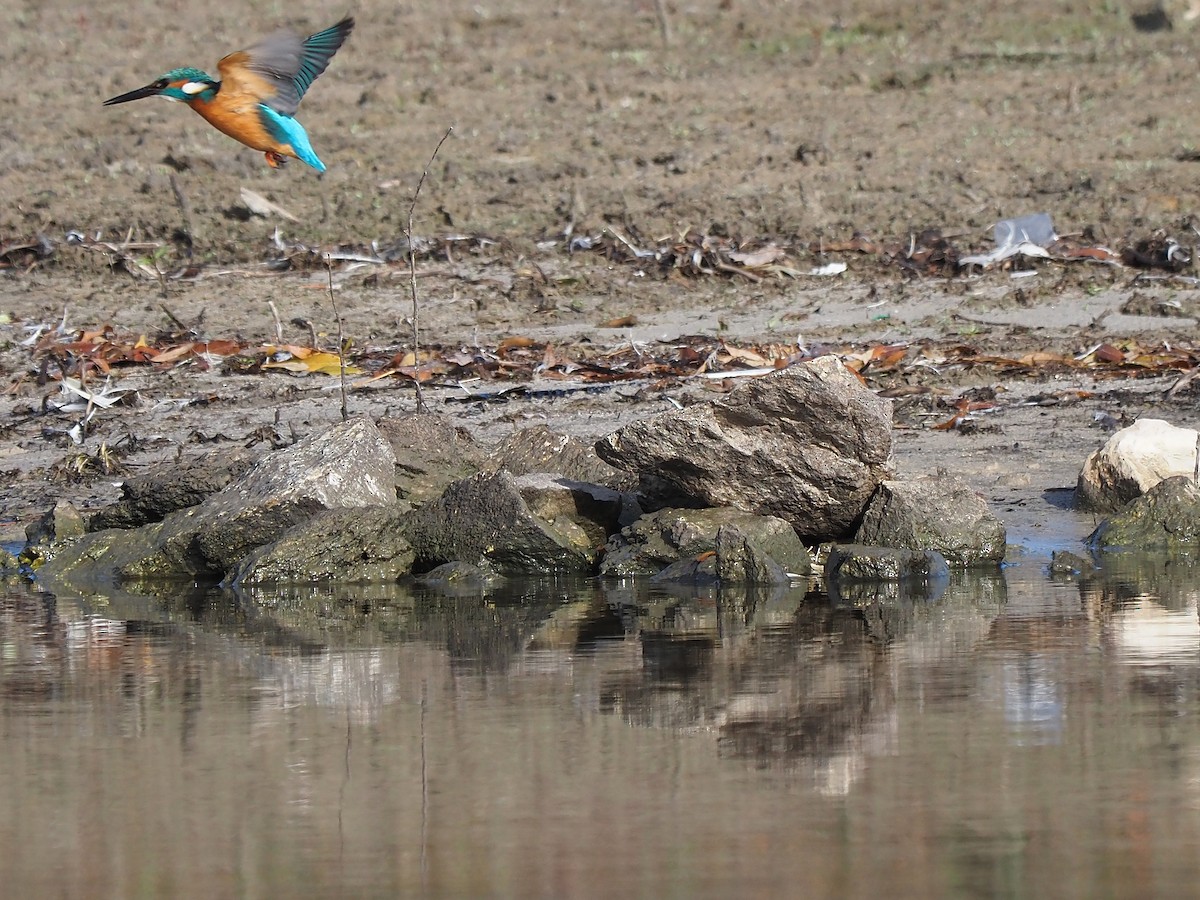 カワセミ - ML647355466