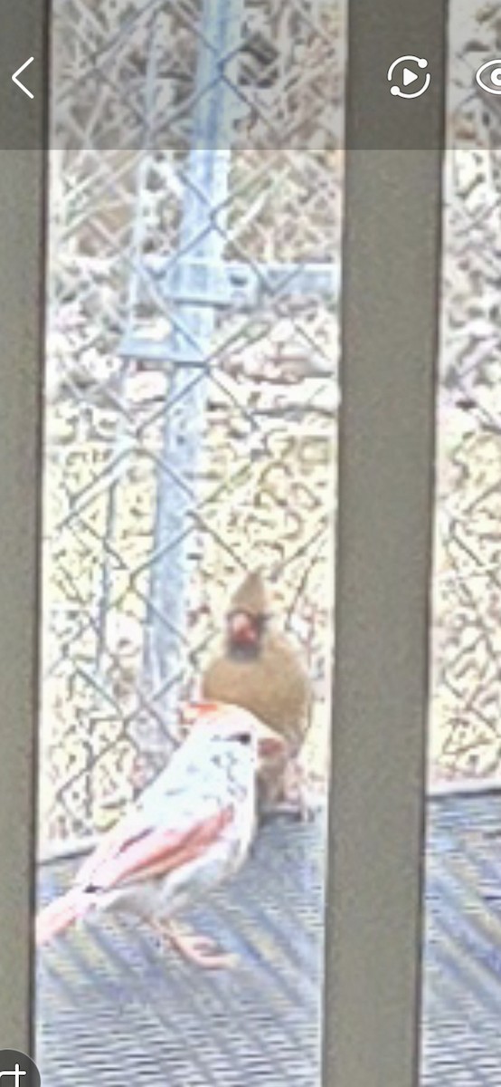 ショウジョウコウカンチョウ - ML647355467