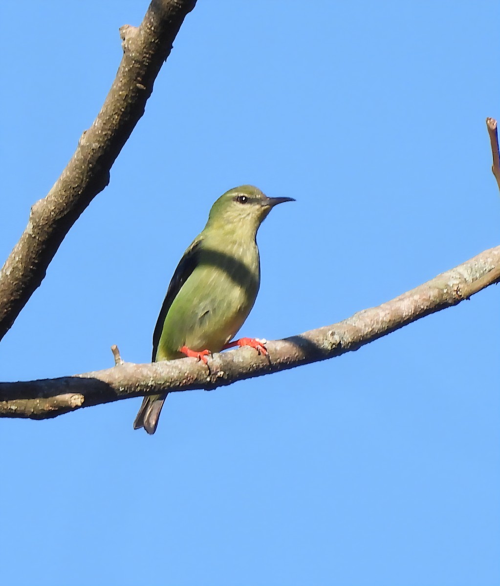 ルリミツドリ - ML647355469