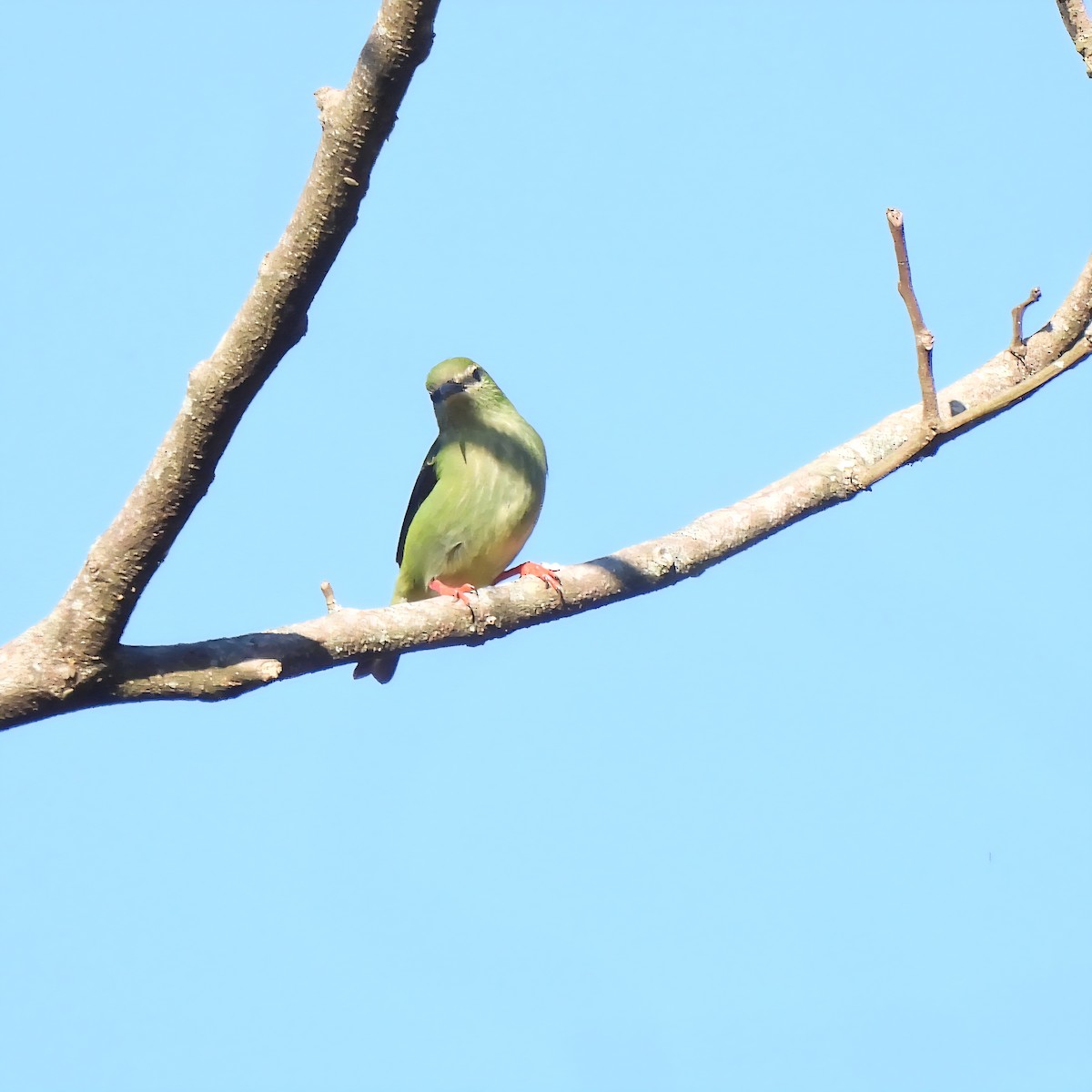 ルリミツドリ - ML647355470