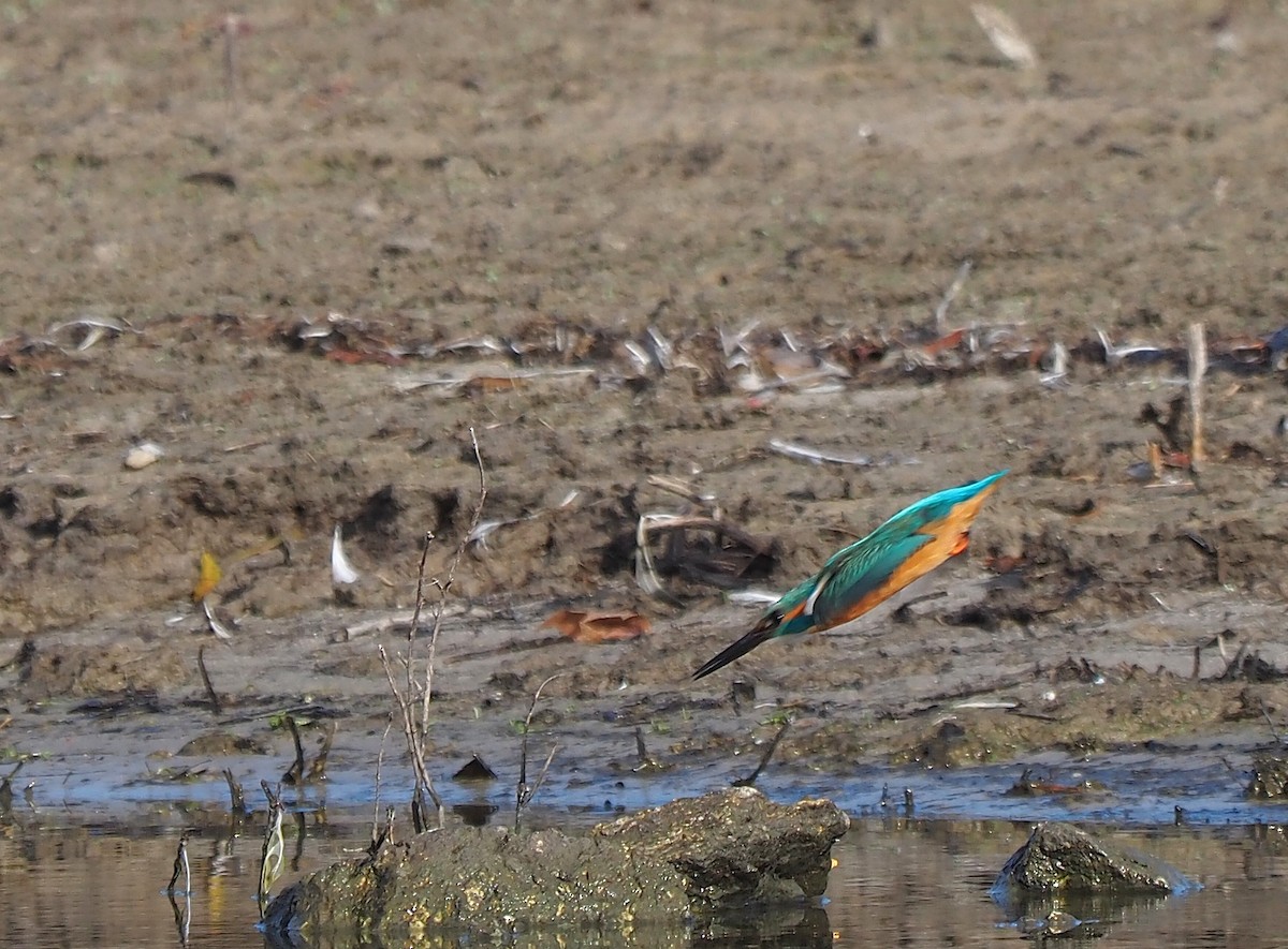 שלדג גמדי - ML647355471