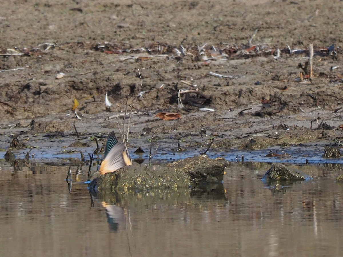 שלדג גמדי - ML647355475