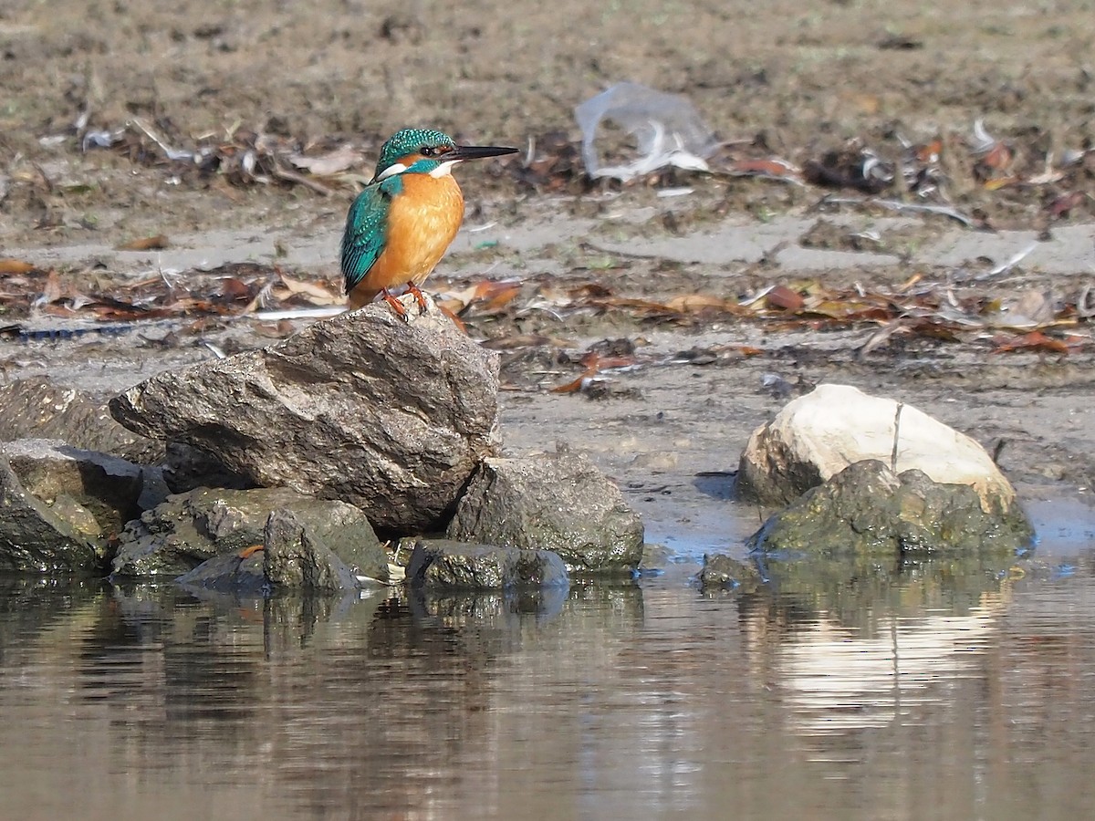 שלדג גמדי - ML647355479