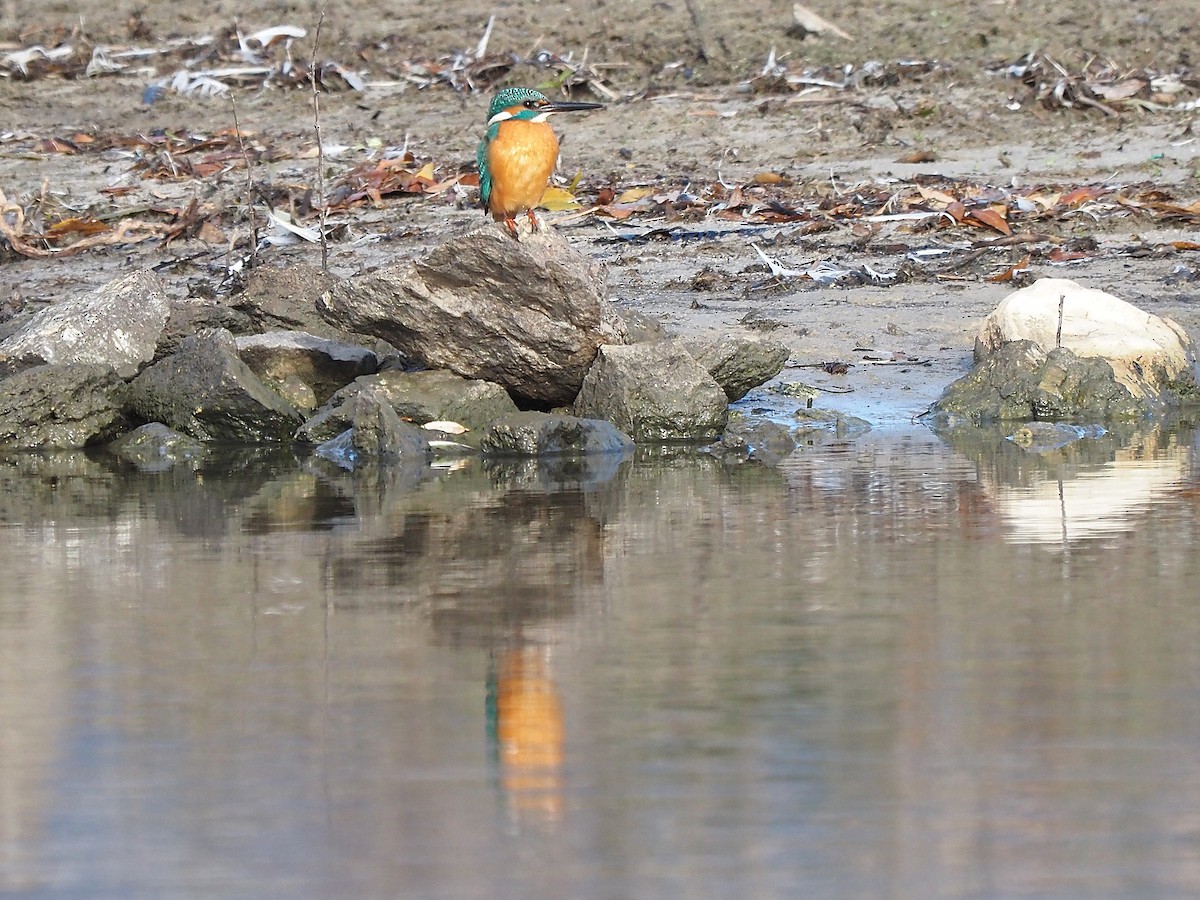 שלדג גמדי - ML647355494