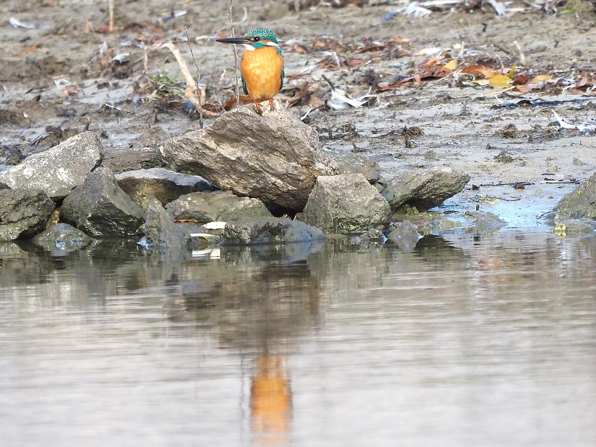 שלדג גמדי - ML647355498