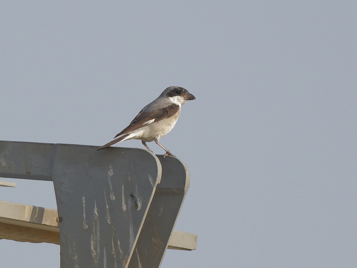 Хар духт дунхай - ML647355520