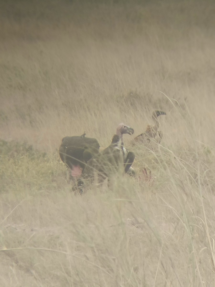 White-backed Vulture - ML647355532