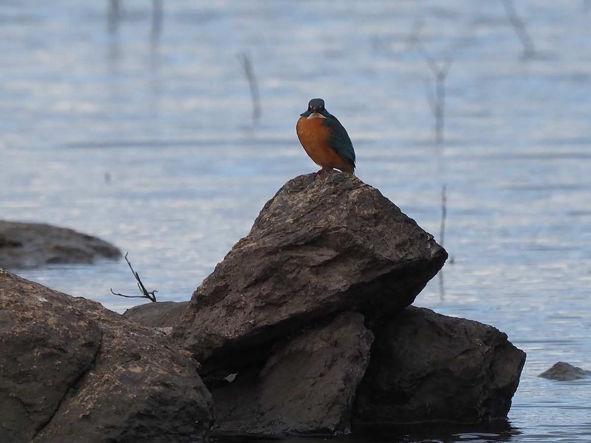 שלדג גמדי - ML647355535