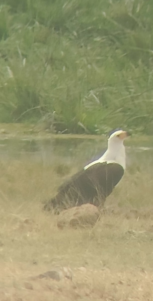 flodørn - ML647355548