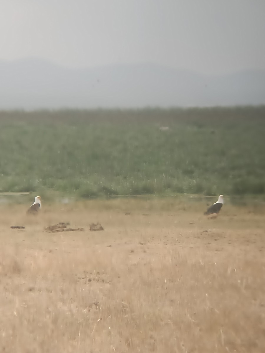 African Fish-Eagle - ML647355549